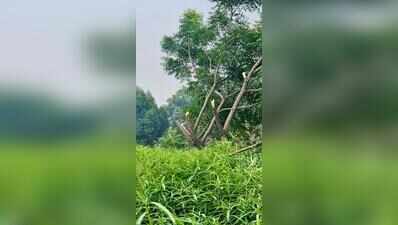 Institute fined Rs 6,000 for cutting neem tree to install ad pole near Noida Expressway