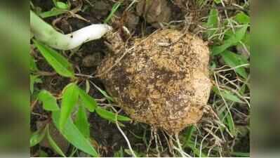 Northern Western Ghats and Konkan have 305 underground-surviving plant species, 81 found nowhere else