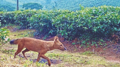Local wisdom offers insights into dholes in Western Ghats