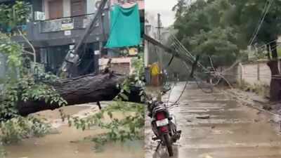 Tree uprooted in Gurgaon's Sector 46 after continuous rainfall; power supply disrupted