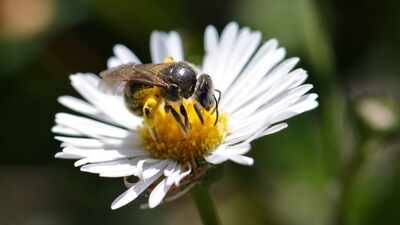 Researchers tested honey and propolis from Australia’s native stingless bees against 16 bacterial and fungal pathogens; the honey stopped every bacterium tested, including two hard-to-treat hospital pathogens, suggesting it could help combat antimicrobial resistance