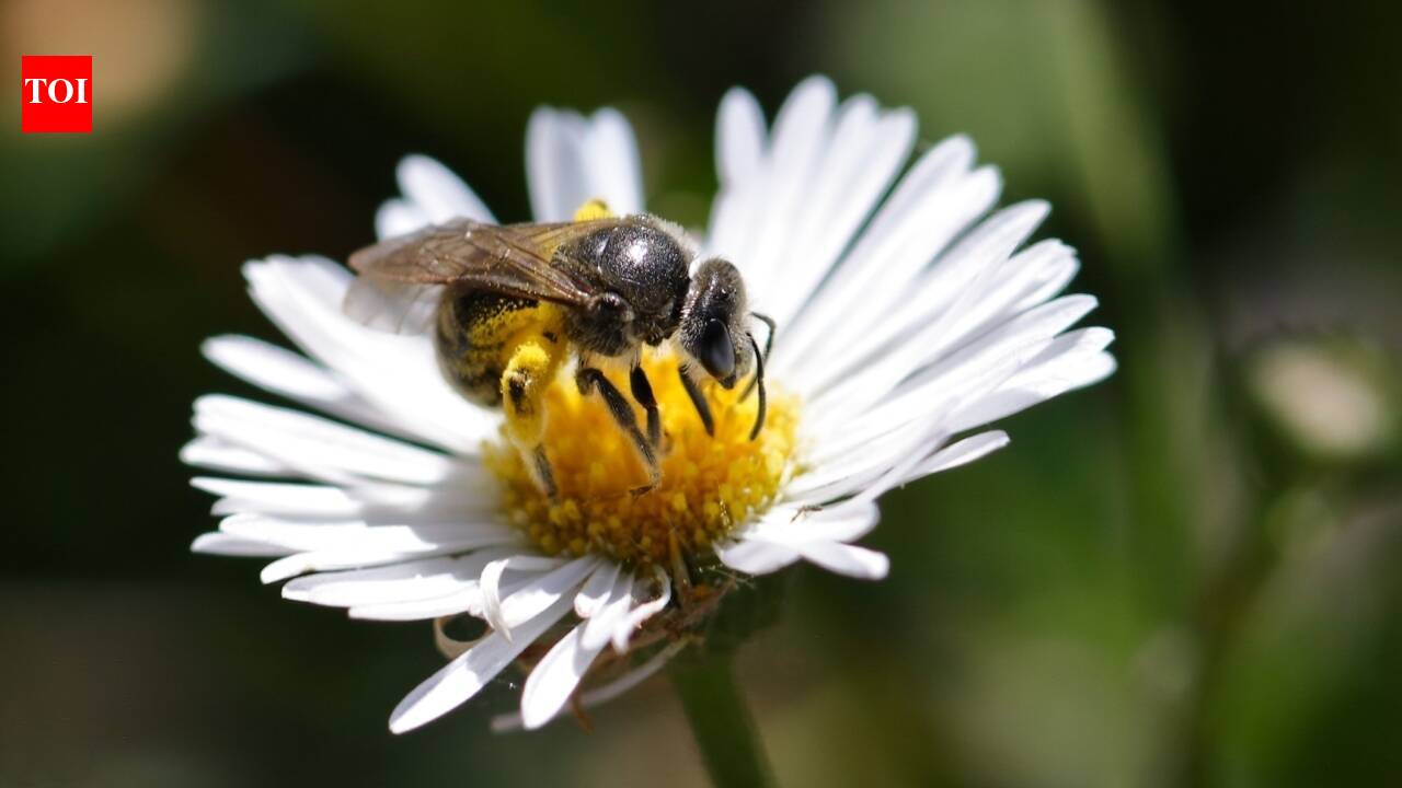 Honey from Australia's stingless bees halts drug-resistant bacteria