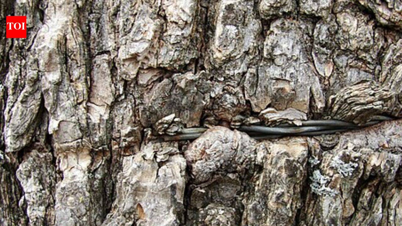 Neanderthals made three-ply cord by twisting tree bark fibres, a tiny ...