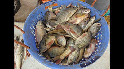 Invasive fish species invade lakes in Coimbatore