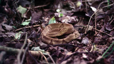 In the 1960s, scientists studying the venom of a Brazilian pit viper found a compound that lowered blood pressure, and it led to captopril, one of the first widely used blood pressure pills, approved in the US in 1981