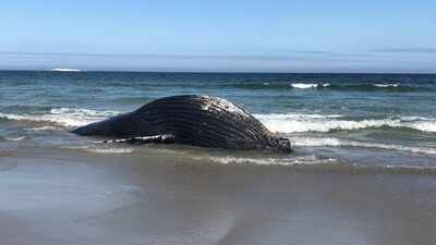 Hundreds of baby whales have died off the coast of Argentina this year, and scientists are now scrambling to understand what is killing the young calves in one of the world’s most important whale nurseries