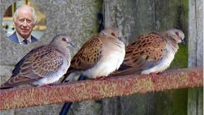 King Charles's Sandringham estate helped release captive-bred turtle doves as conservationists work to restore a bird with fewer than 1,000 wild breeding pairs in the UK