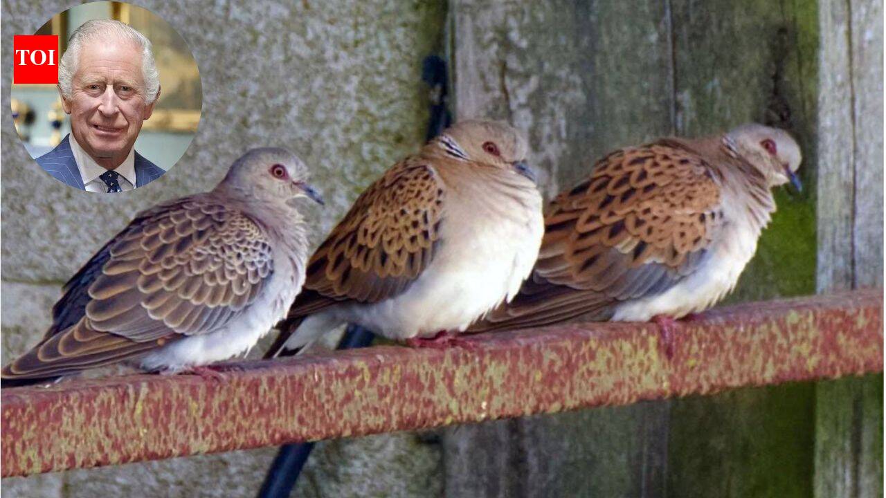 King Charles is fighting to save the 'vanishing' turtle dove: A desperate race to bring a British icon back from the brink.