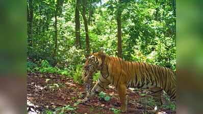 Zeenat safe & agile, latest camera trap grab confirms: Forest officials