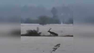 Blackbucks race to safety as floods swamp Ganjam
