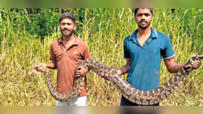 Snake rescuers save 10-foot python from death in Navi Mumbai
