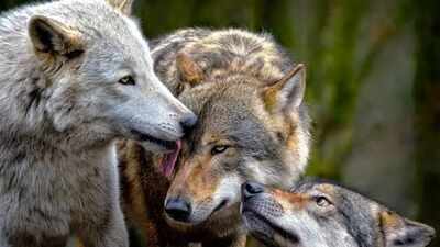 Wolves enter Finnish villages after Google clears 1,300 acres of forest for AI data centres: Here’s what happened next