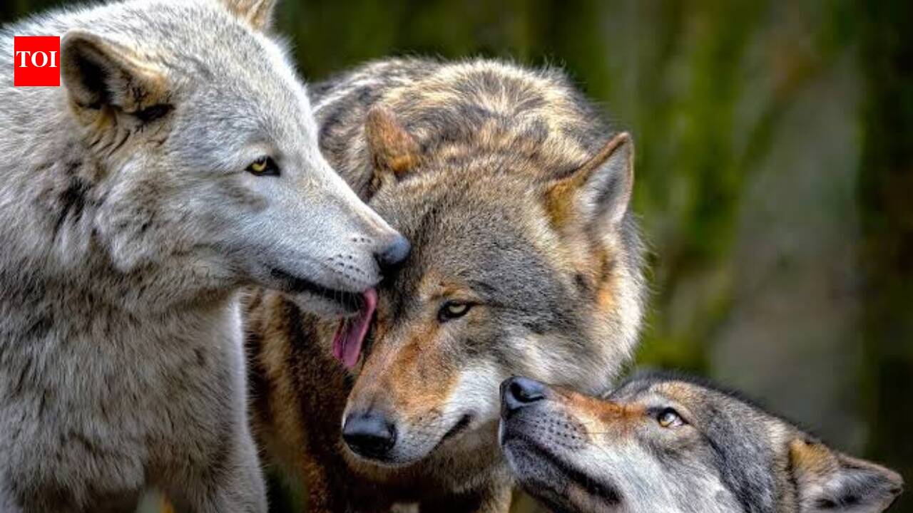 Wolves enter Finnish villages after Google clears 1,300 acres of forest for AI data centres: Here's what happened next