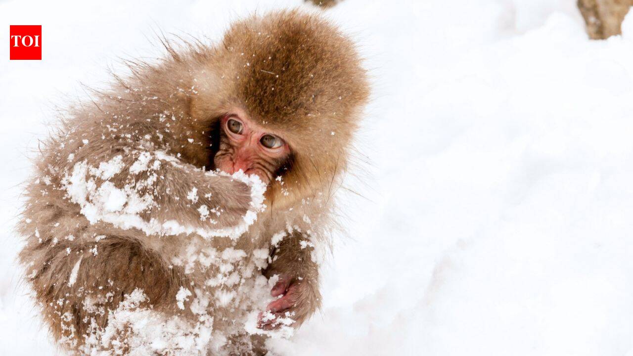 The monkeys that stay in the snow and bathe in hot springs: Meet the Japanese Snow Monkeys and where they are found
