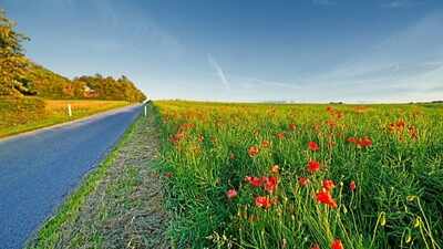 Why do people feel compelled to rescue abandoned plants from roadsides and rubbish heaps? Psychology may explain this unusual urge to nurture living things