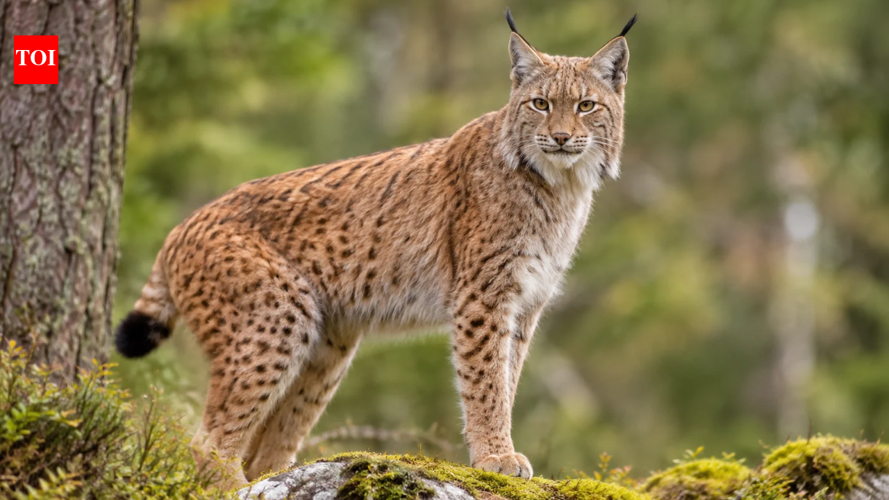 Conservationists' bid to bring lynx back to England after 1,300 years rejected by High Court judge