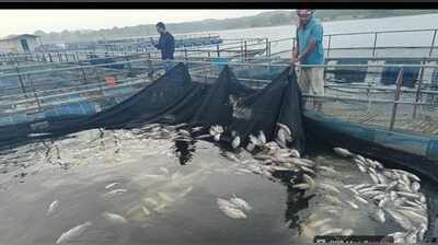 Cyclone-induced rain kills 35 tonnes of fish in Koderma reservoir