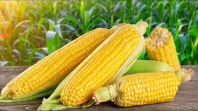 Maize price forecast at Rs 2,700 per quintal at harvest; Bihar arrivals will drive further trend: TNAU cell