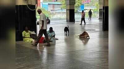 Stray dogs bite at least 20 commuters at Chennai Central in two months