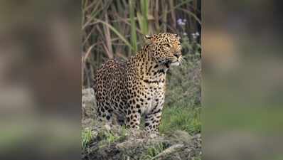 Farmer injured in leopard attack in Bahraich cane field