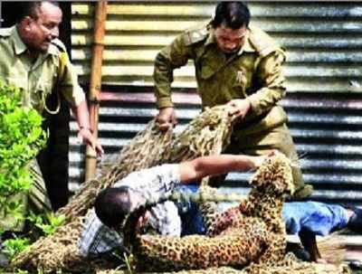 Leopard shot dead after injuring 13