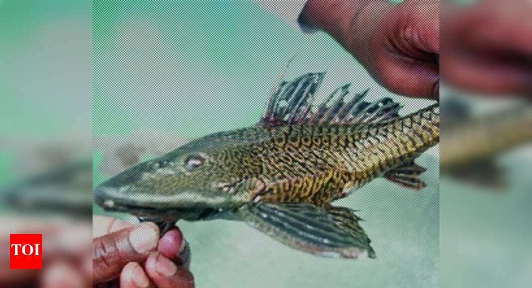 Fisherman spots rare fish in Bahraich - Times of India