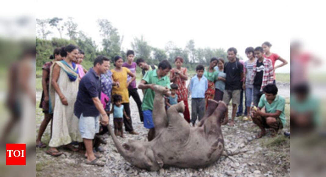 Male elephant found dead in forest range - Times of India
