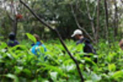 Eco-tourism board to start 'Jungle Caravan' for tourists