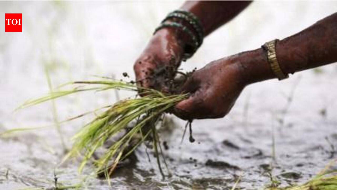 Festival of mud
