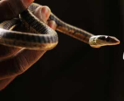 Difficult surgery saves cobra's life in Nagpur