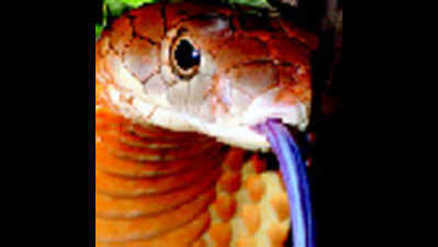 King cobra under threat, put on red list