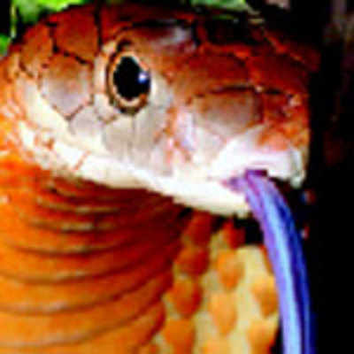 King Cobra Under Threat Put On Red List Chennai News Times Of