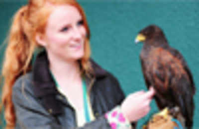 Stolen Wimbledon hawk 'Rufus' returns