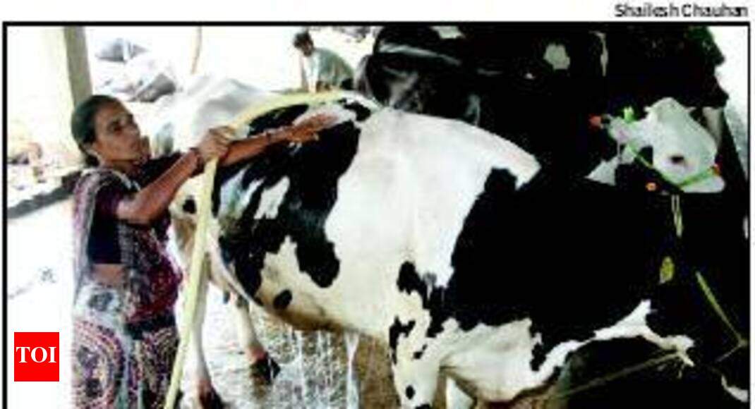 gujarat woman milking millions in dairy About delaval delaval is a worldwide leader in milking equipment and solutions for dairy farmers, which make sustainable food production possible, warranting milk quality and animal health our solutions are used by millions of dairy farmers around the globe every day. gujarat woman milking millions in dairy About delaval delaval is a worldwide leader in milking equipment and solutions for dairy farmers, which make sustainable food production possible, warranting milk quality and animal health our solutions are used by millions of dairy farmers around the globe every day.