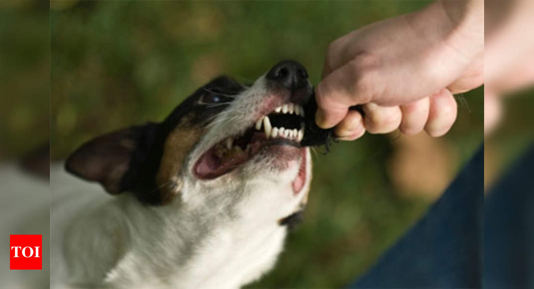 Prevention And Treatment Of Dog Bites Times Of India