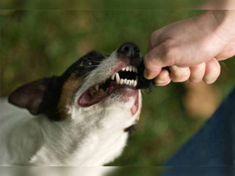 Prevention and treatment of dog bites - Times of India