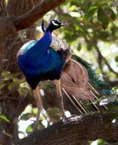 10 peacocks die after consuming pesticide-mixed water in Andhra Pradesh