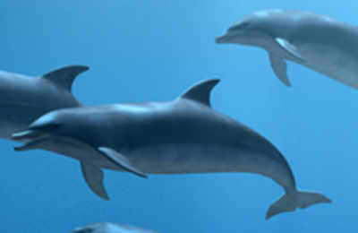 Dolphins form elite societies and cliques: Scientists