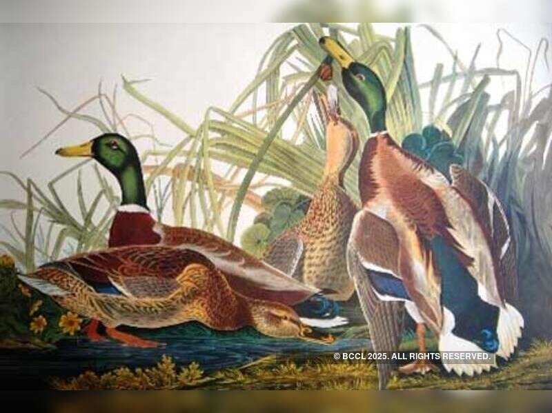 Trunk show of antique Lithographs - Times of India