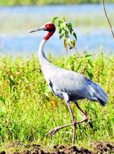 Experts blame land shortage for lack of breeding space of sarus
