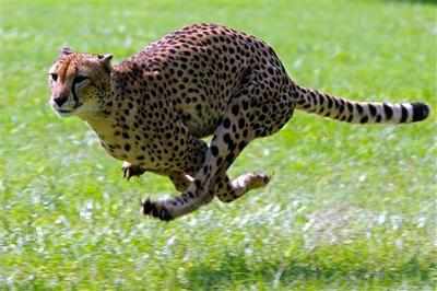 Scientists decode Cheetah's sprint technique