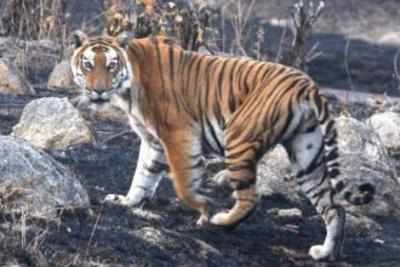 Arunachal Pradesh introduces bill for protection of tigers