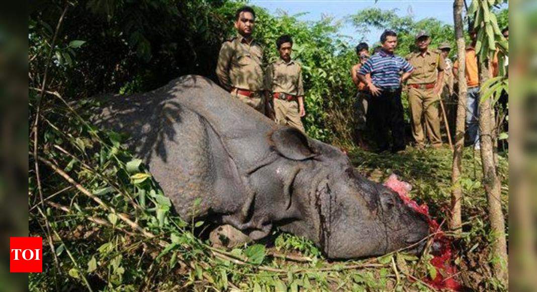 Poachers tranquillise rhino to remove horn in Assam