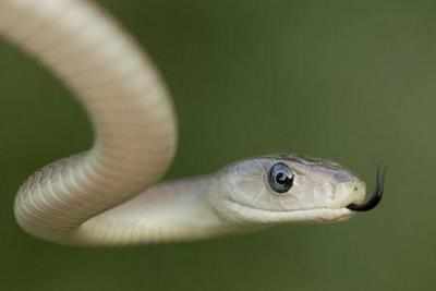 Deadly snake venom can be a 'better painkiller' than morphine - Times ...