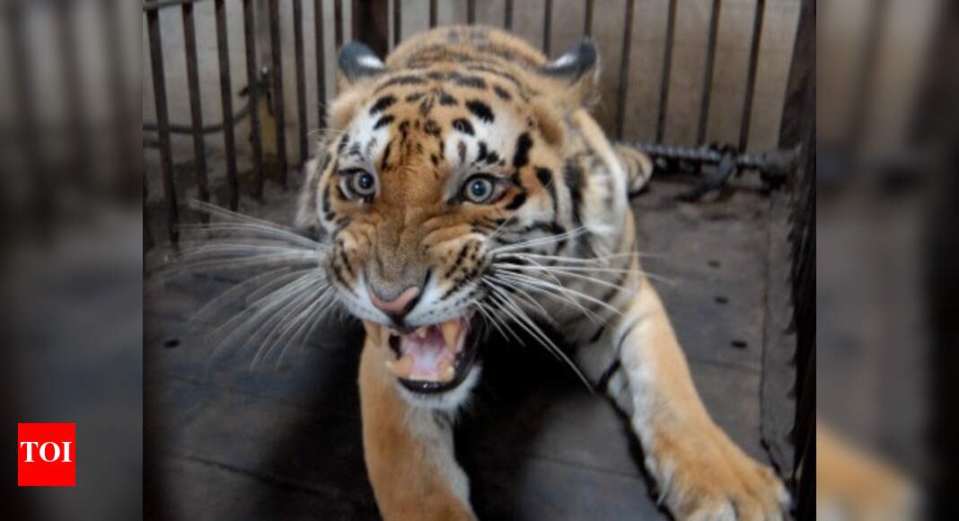 Wildlife Institute Of India'S: Leg injury triggers arthritis in ...
