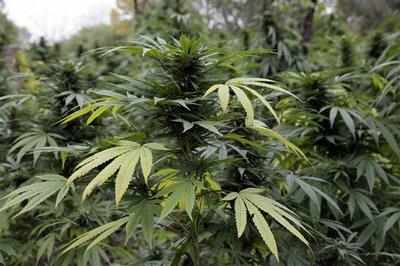 Indian national jailed for consuming cannabis