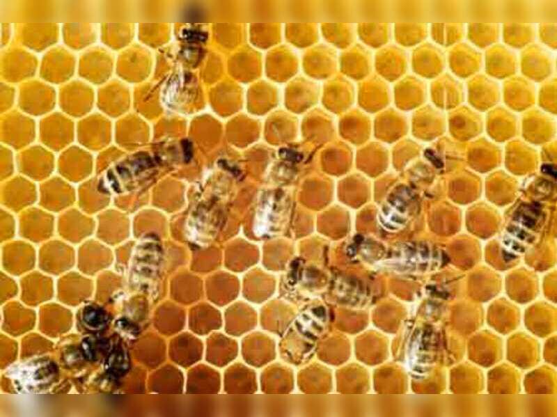 Bee Bite May Be Used As Anaesthetic Times Of India