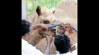Temple camel tortured: Men drive copper wire through nose