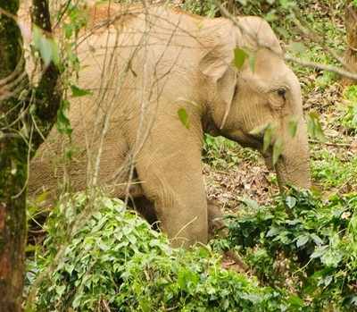 Review projects in forests: Karnataka Elephant Task Force