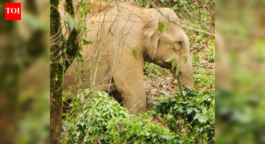 Review projects in forests: Karnataka Elephant Task Force - The Times ...